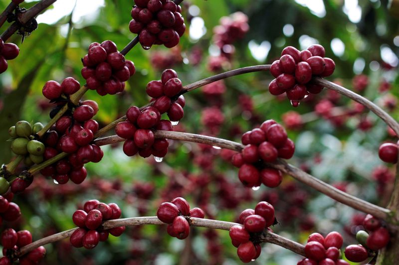 &copy; Reuters. Frutos de café robustan29/12/2017nREUTERS/Oswaldo Rivas