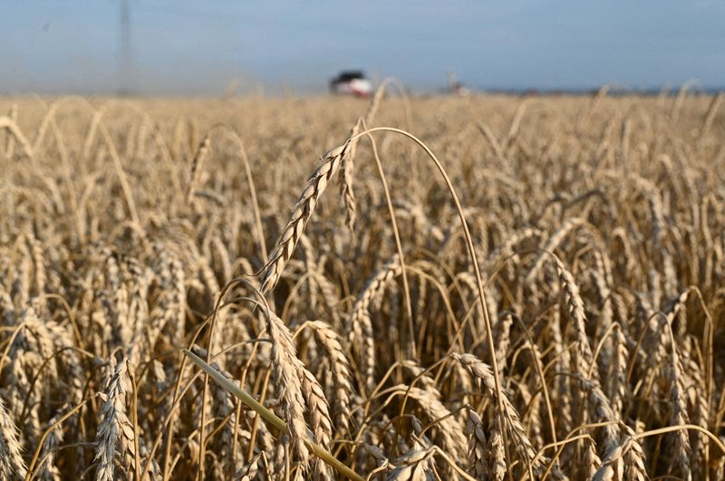&copy; Reuters. Colheita de trigo na região de Rostov, na Rússian18/07/2023nREUTERS/Sergey Pivovarov