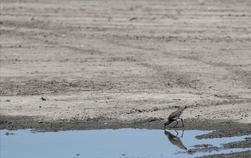 &copy; Reuters. Ave bebe água de poça na lagoa Navarro, seca devido ao fenômeno climático La Niña, em Navarro, província de Buenos Aires, Argentinan05/12/2022nREUTERS/Agustin Marcarian/File Photo