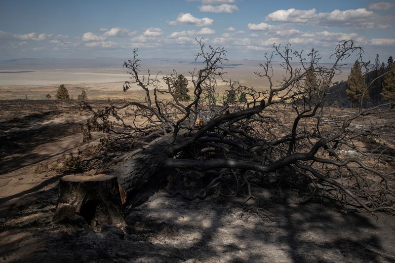 © Reuters. FILE PHOTO: A ponderosa pine tree is cut down after having burnt in the Brattain Fire, at Fremont National Forest, near Paisley, Oregon, U.S., September 19, 2020. REUTERS/Adrees Latif/File photo    