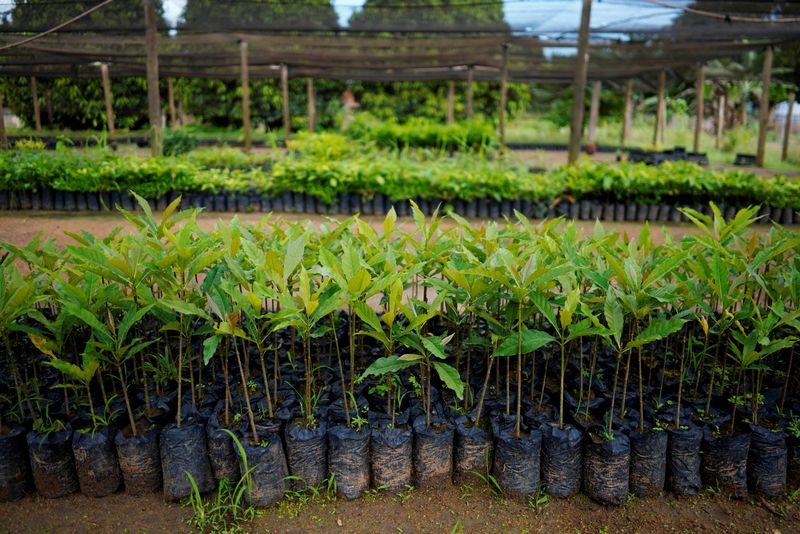 &copy; Reuters. Mudas cultivadas pelo grupo ambientalista Rioterra aguardam plantio para restaurar áreas de floresta tropical, em Itapuã do Oeste, Rondônian18/02/2020nREUTERS/Alexandre Meneghini