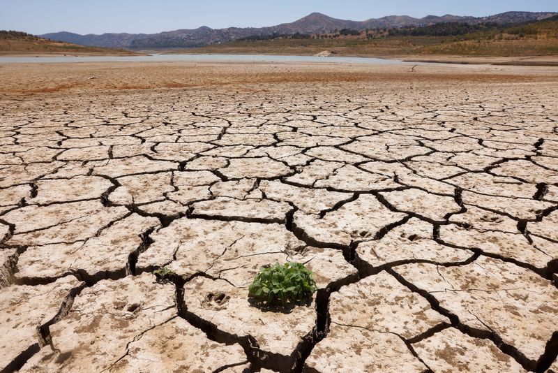 © Reuters. FILE PHOTO: A plant sprouts between the cracked ground of La Vinuela reservoir during a severe drought in La Vinuela, near Malaga, southern Spain August 8, 2022. A prolonged dry spell and extreme heat that made last July the hottest month in Spain since at least 1961, have left Spanish reservoirs at just 40% of capacity on average in early August, well below the ten-year average of around 60%, official data shows.REUTERS/Jon Nazca/File Photo