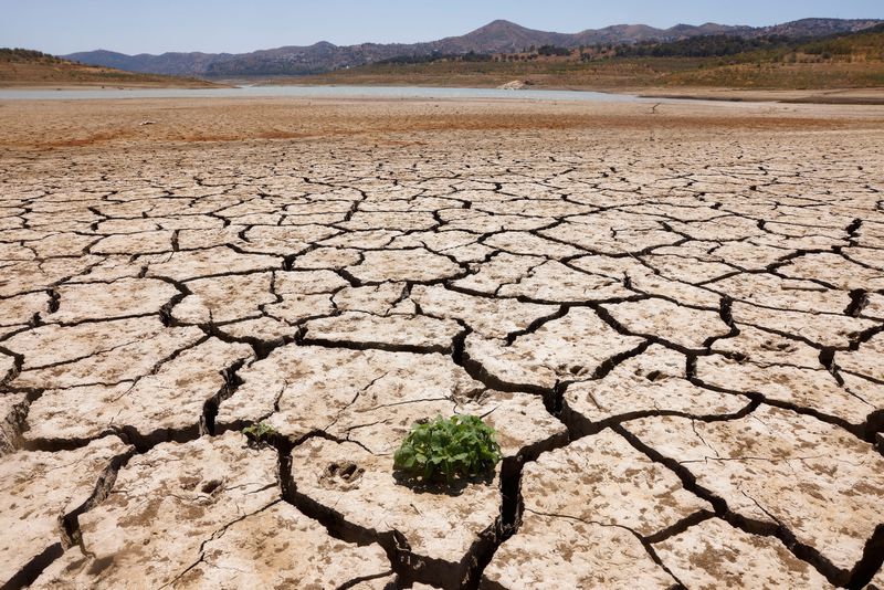 &copy; Reuters. Planta brota no solo rachado do reservatório de La Vinuela durante uma grave seca em La Vinuela, perto de Málaga, no sul da Espanhan08/08/2022nREUTERS/Jon Nazca