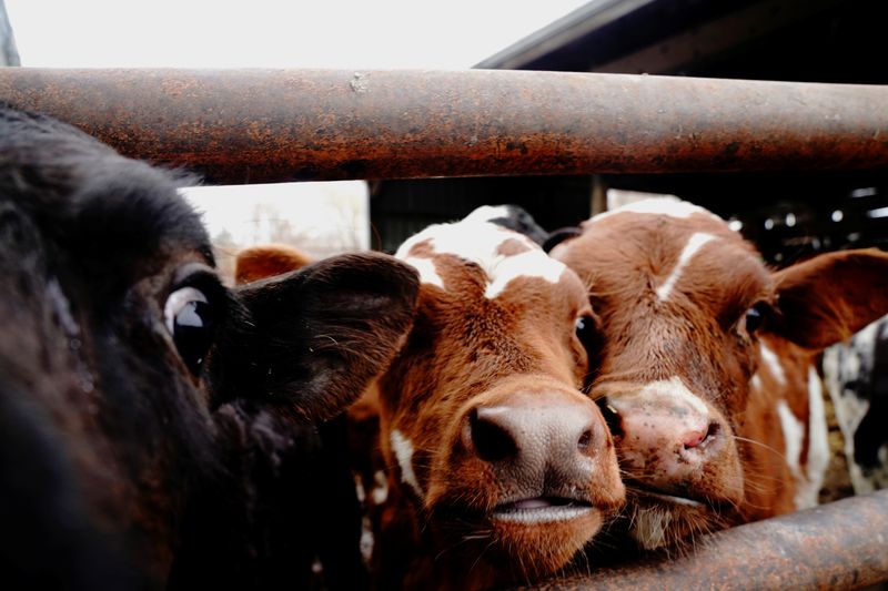 ©Reuters.  FILE PHOTO: Dairy cows are seen on a farm in Minnesota, US, October 24, 2020. REUTERS/Bing Guan/File Photo