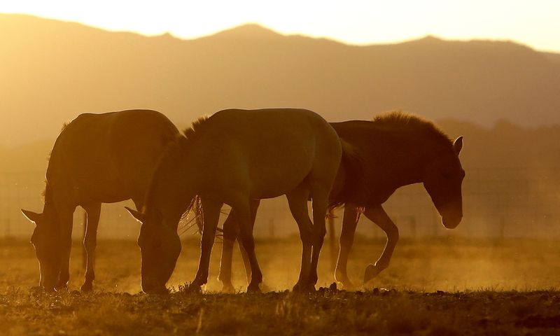 &copy; Reuters. Cavalos de Przewalski pastam nas primeiras horas da manhã no Parque Nacional Takhin Tal, parte da Área Estritamente Protegida Grande Gobi B, no sudoeste da Mongólian23/07/2017nREUTERS/David W Cerny