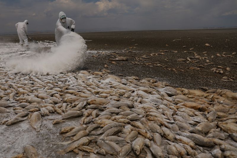 © Reuters. Municipal workers spread quicklime over dead fish to reduce the stench, at the dry bed of the Bustillos Lagoon as high temperatures have caused an intense drought, in Anahuac, Chihuahua state, Mexico June 7, 2024. REUTERS/Jose Luis Gonzalez