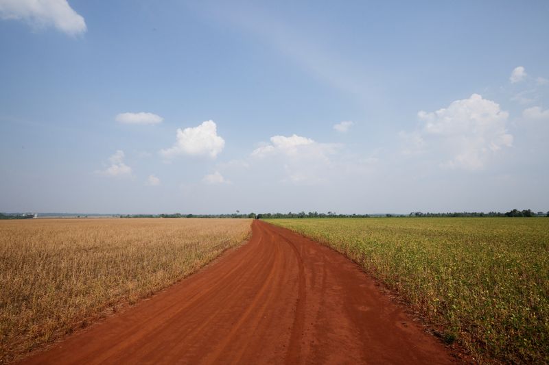 &copy; Reuters. FILE PHOTO: A soybean field is seen in February 2022 as Paraguay faces the worst soy harvest in a decade due to a drought hammering production, in Minga Guazu, Paraguay February 14, 2022.  REUTERS/Cesar Olmedo/File Photo