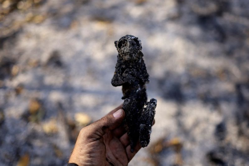 &copy; Reuters. Macaco incinerado em meio a vegetação queimada no Pantanaln11/06/2024 REUTERS/Ueslei Marcelino