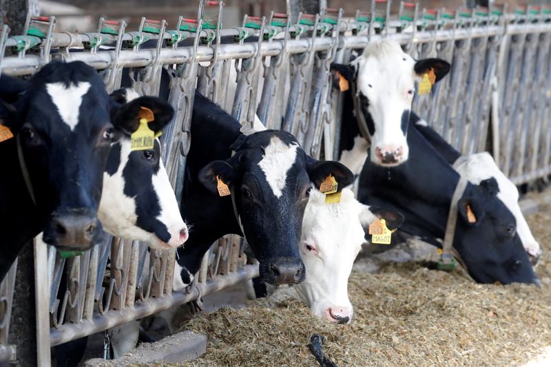 © Reuters. FILE PHOTO: Cows eat at a dairy farm in Lizines, France, February 12, 2020. Picture taken February 12, 2020. REUTERS/Charles Platiau/File Photo