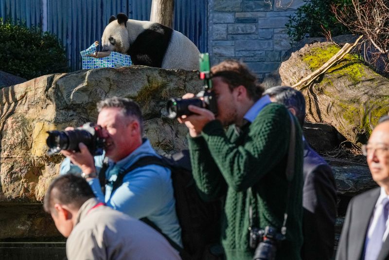 © Reuters. Wang Wang the Panda chews a box as members of the Australian government's media team cover China's Premier Li Qiang's visit to Adelaide Zoo on June 16, 2024 in Adelaide, Australia. Asanka Ratnayake/Pool via REUTERS