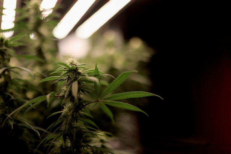 © Reuters. FILE PHOTO: Cannabis plants that are part of self-cultivation for personal use that is permitted by Colombian law, are seen inside a house in Bogota, Colombia December 9, 2023. REUTERS/Luisa Gonzalez/File Photo