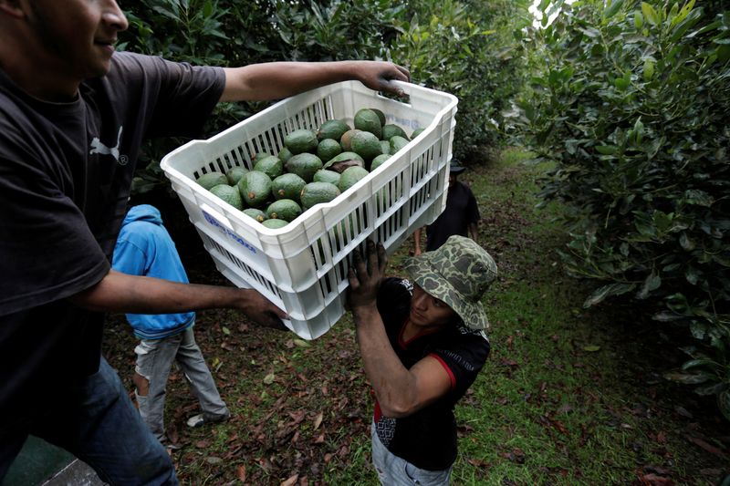 © Reuters. FILE PHOTO: Farm workers load crates of freshly picked avocados into a truck at a plantation in Tacambaro, in Michoacan state, Mexico, June 7, 2017. Picture taken June 7, 2017. REUTERS/Alan Ortega/File Photo