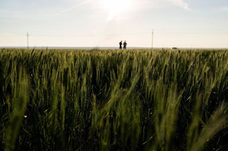 &copy; Reuters. Crop scouts survey a wheat field near Colby, Kansas, U.S., May 15, 2024. REUTERS/Heather Schlitz