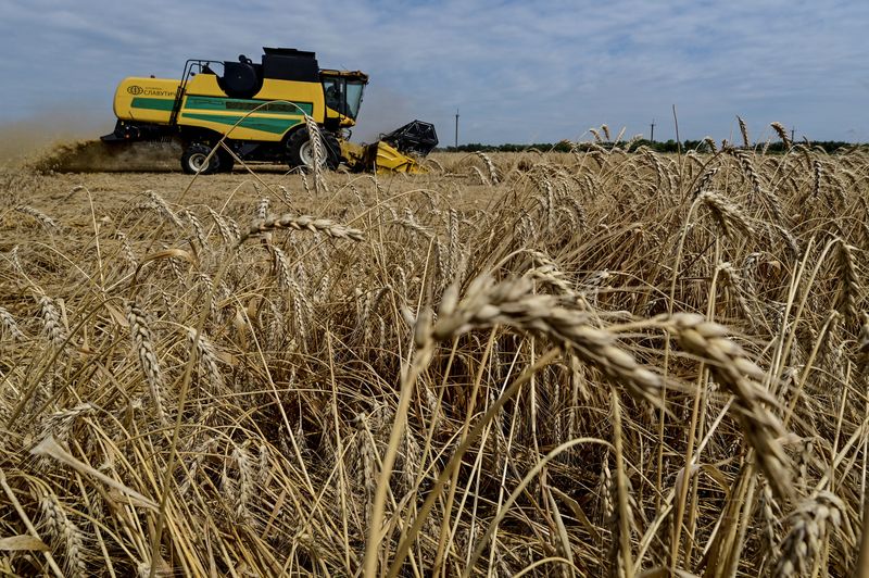 &copy; Reuters. Colheita de trigo na Ucrânia