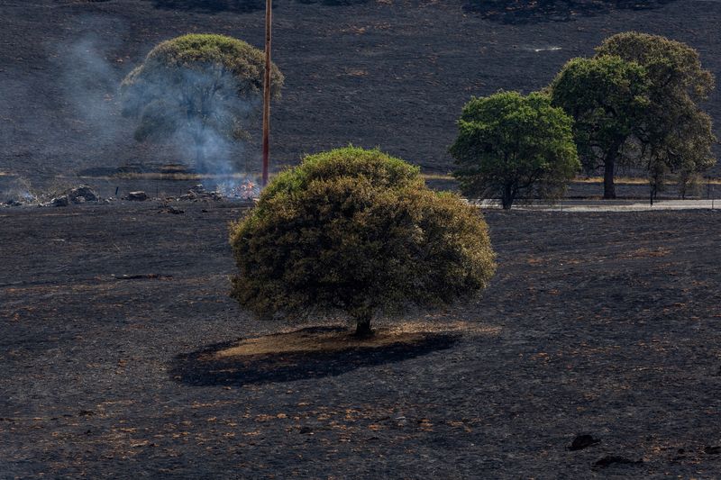 © رويترز.  شوهدت الأشجار في منطقة محترقة أثناء حريق إيرو بالقرب من قرية كوبر كوف، كاليفورنيا، الولايات المتحدة، 18 يونيو 2024. رويترز / كارلوس باريا