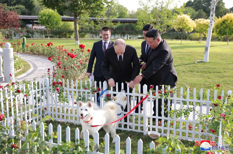 © Reuters. Russia's President Vladimir Putin and North Korea's leader Kim Jong Un pet dogs during a walk in the garden of the Kumsusan Guesthouse in Pyongyang, North Korea in this image released by the Korean Central News Agency June 20, 2024.    KCNA via REUTERS