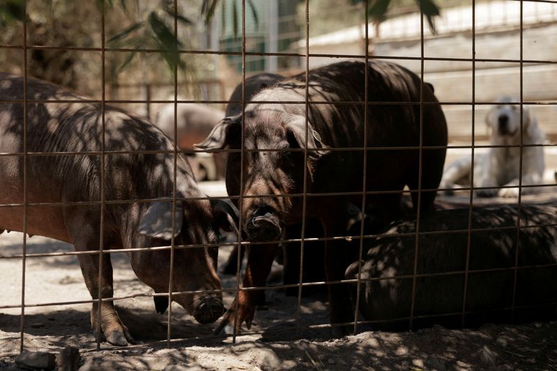 © Reuters. FILE PHOTO: Iberian pigs stand in a field at Langenal pig farm, in Farajan, southern Spain, June 17, 2024. REUTERS/Jon Nazca/File Photo