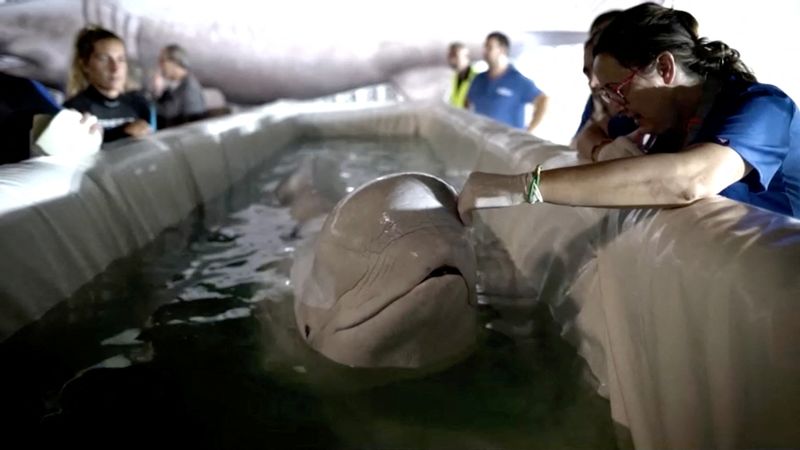 &copy; Reuters. A screengrab from a video shows a Beluga whale from the NEMO aquarium in Kharkiv, Ukraine, as it is transported in a crate on its way to an aquarium in Valencia, Spain June 19, 2024. Oceonografic De Valencia/Reuters TV via REUTERS