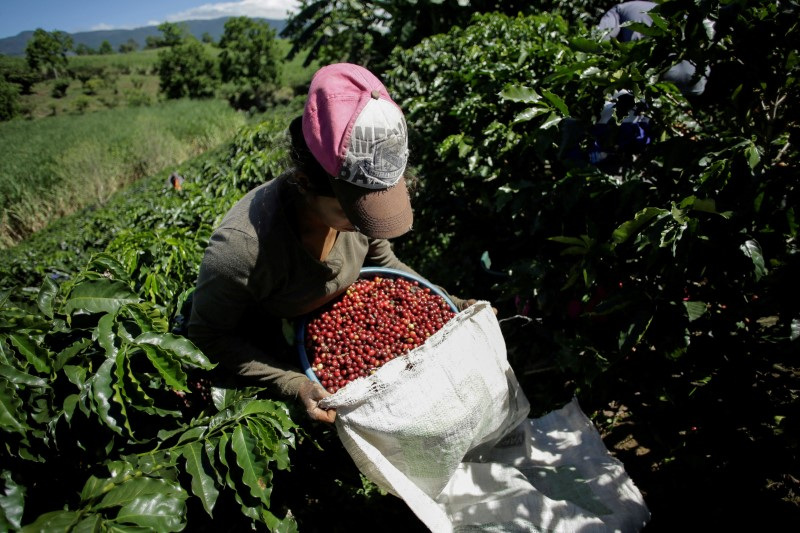 &copy; Reuters. Colheita de café na Costa Rican09/01/2020nREUTERS/Juan Carlos Ulate