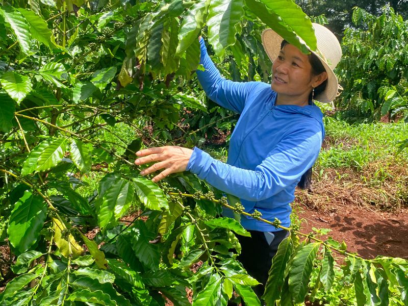 &copy; Reuters. Tran Thi Huong, a coffee farmer, looks at coffee cherries at her farm in Pleiku, Gia Lai province, Vietnam, June 11, 2024. REUTERS/Francesco Guarascio