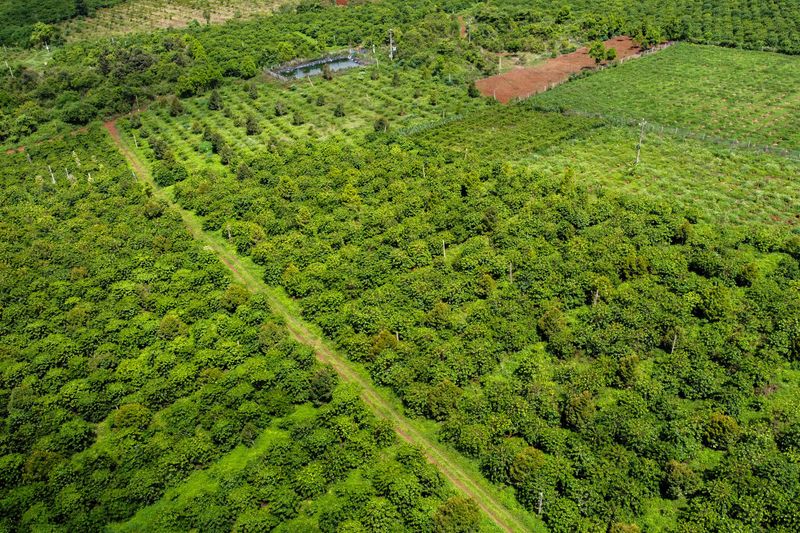 © Reuters. A drone view shows a coffee plantation belonging to Doan Van Thang, a coffee farmer, in Pleiku, Gia Lai province, Vietnam, June 12, 2024. REUTERS/Minh Nguyen