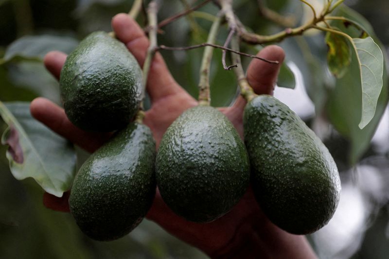 © Reuters. FILE PHOTO: A worker shows avocados hanging off a tree at a plantation in Tingambato, Michoacan state, Mexico June 18, 2024. REUTERS/Ivan Macias/File Photo