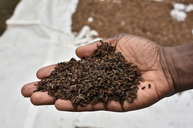 &copy; Reuters. FILE PHOTO: Jules Amour Mahinou, an agronomist, shows a palmful of black soldier fly larvae, intended for animal feed, that is left to dry after harvest, at Elevar Group's production unit in Ouidah, Benin May 16, 2024. REUTERS/Charles Placide Tossou/File 