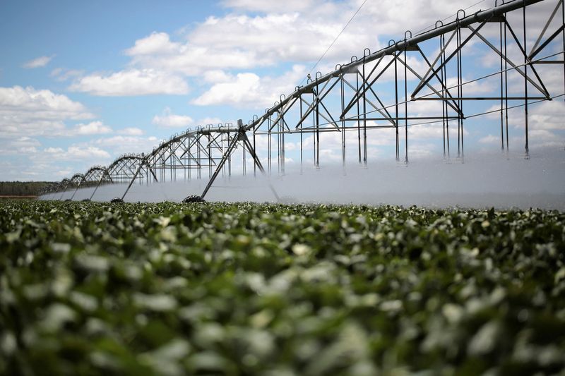 &copy; Reuters. FILE PHOTO: A view of soybean crops is seen in Barreiras, Bahia state, February 6, 2014.  REUTERS/Ueslei Marcelino (BRAZIL - Tags:/File Photo