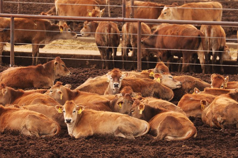 &copy; Reuters. FILE PHOTO: Dairy cows sit on high ground after days of heavy rain in Corcoran, California, U.S., March 29, 2023.  REUTERS/David Swanson/File Photo