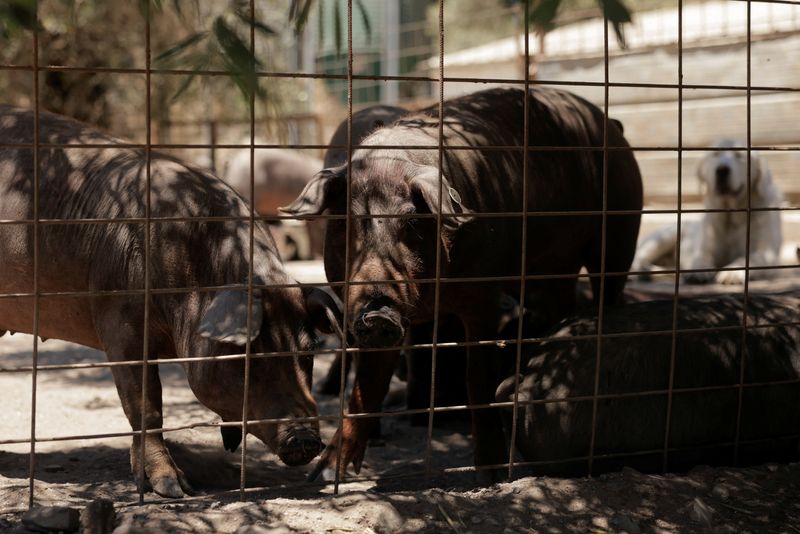 &copy; Reuters. FILE PHOTO: Iberian pigs stand in a field at Langenal pig farm, in Farajan, southern Spain, June 17, 2024. REUTERS/Jon Nazca/File Photo