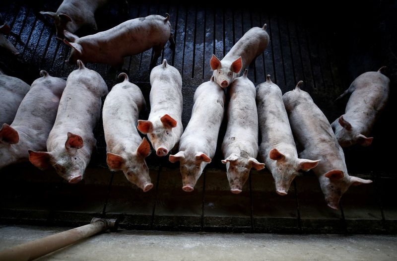 © Reuters. FILE PHOTO: Pigs are seen standing in a pen at a farm in Carambei, Brazil September 6, 2018. Picture taken September 6, 2018. REUTERS/Rodolfo Buhrer/File Photo