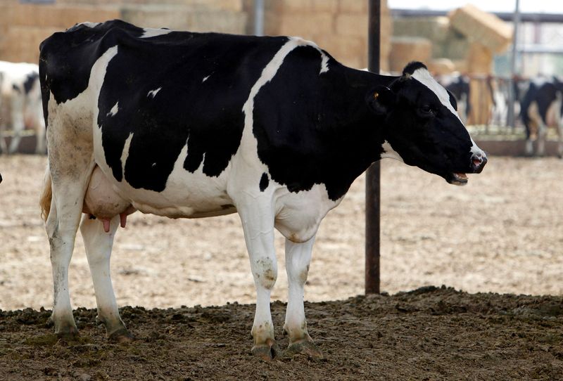 © Reuters. FILE PHOTO: A dairy cow calls out in Chino, California April 25, 2012. REUTERS/Alex Gallardo/File Photo