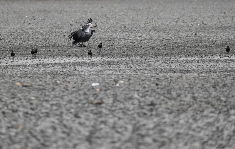 &copy; Reuters. Pássaro em lagoa seca em Navarro, província de Buenos Aires, Argentina