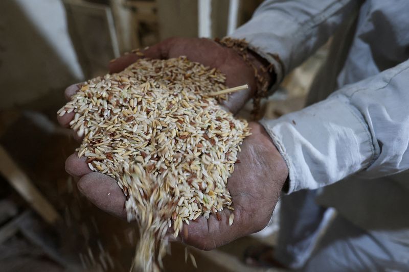 &copy; Reuters. Agricultor segura punhado de arrozn20/07/2022nREUTERS/Alaa al-Marjani