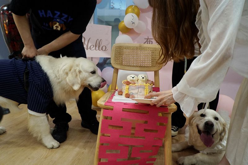 © Reuters. Golden retrievers Bond and Bree wait to eat their wedding cake placed atop a traditional marriage 