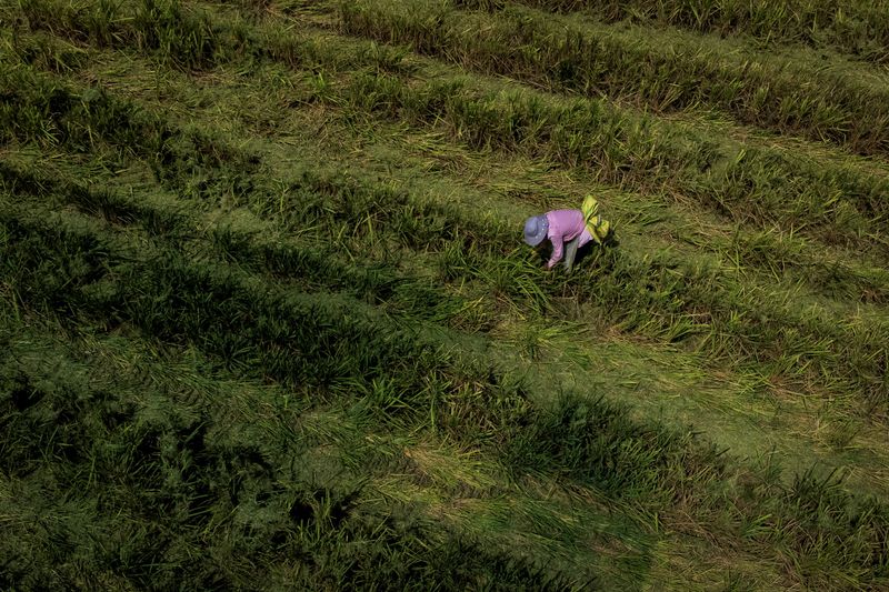 &copy; Reuters. Plantação de arroz na China