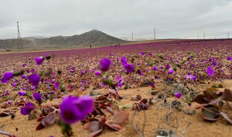 &copy; Reuters. Área do deserto do Atacama durante fenômeno natural conhecido como "deserto florido", que enche o deserto mais seco do mundo com flores e plantas, perto de Copiapó, região do Atacama, Chilen06/07/2024nREUTERS/Rodrigo Gutierrez