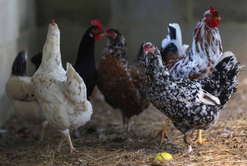 © Reuters. FILE PHOTO: Chickens walk inside a coop at a private poultry farming at a ranch in Rio de Janeiro, Brazil June 2, 2023. REUTERS/Ricardo Moraes/File Photo