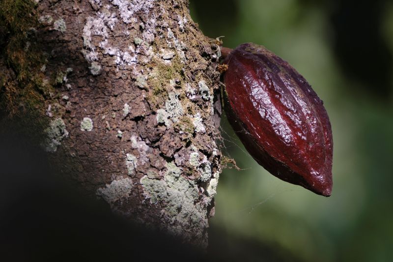 &copy; Reuters. File photo: A cocoa pod grows on a farm in Osino in the Eastern Region, Ghana, February 27, 2024. REUTERS/Francis Kokoroko/File photo