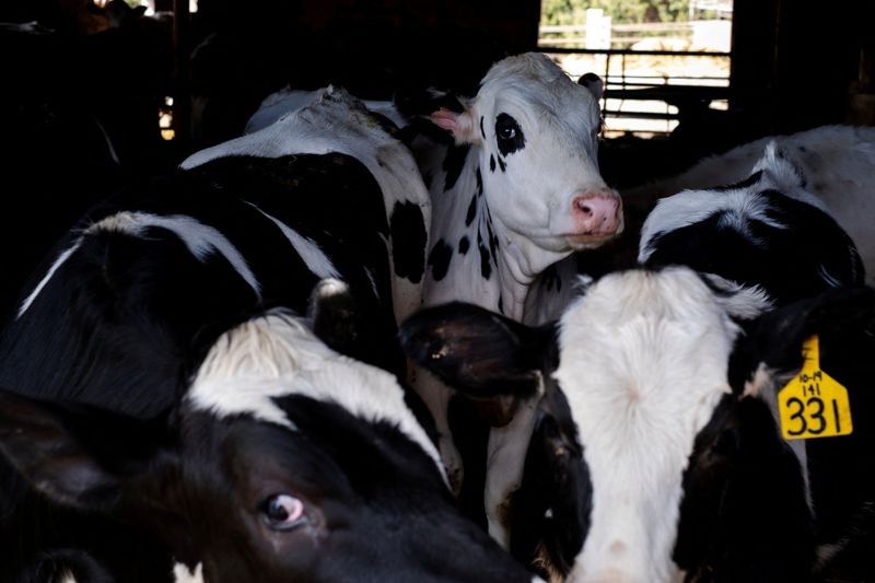 © Reuters. FILE PHOTO: Dairy farmer Brent Pollard's cows stand in their pen at a cattle farm in Rockford, Illinois, U.S., April 9, 2024.  REUTERS/Jim Vondruska/File Photo