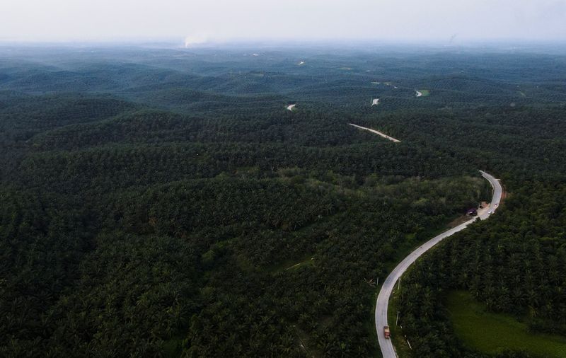 &copy; Reuters. Plantação de fruto da palma na Indonésia