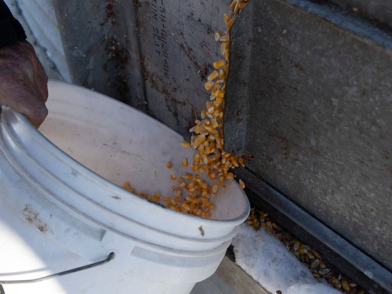 © Reuters. Farmer Dan Henebry lets corn out of one of his bins at his farm in Buffalo, Illinois, U.S., February 18, 2024.    REUTERS/Lawrence Bryant/File Photo