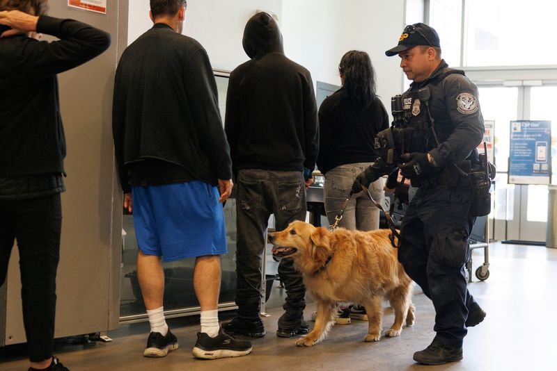 © Reuters. Customs and border protection officer Joseph Arcia and his partner Goose, a six year-old golden retriever, patrol incoming traffic to the United States from Mexico as they work along the San Ysidro border in San Diego, California, U.S., May 29, 2024. REUTERS/Mike Blake