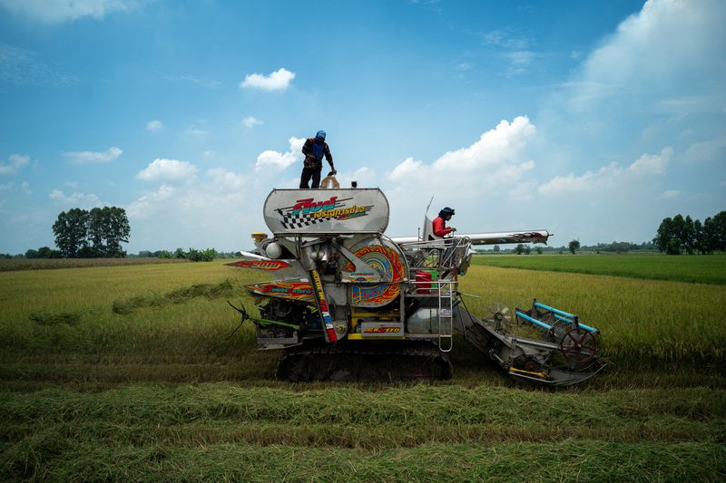 © Reuters. FILE PHOTO: Farmers harvest rice in a field in Chainat province, Thailand, August 31, 2023. REUTERS/Athit Perawongmetha/File Photo