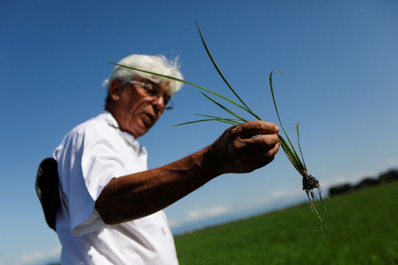 © Reuters. Roberto Latini, rice and corn farmer, holds a rice plant, in Turen, Portuguesa State, Venezuela June 27, 2024. REUTERS/Leonardo Fernandez Viloria