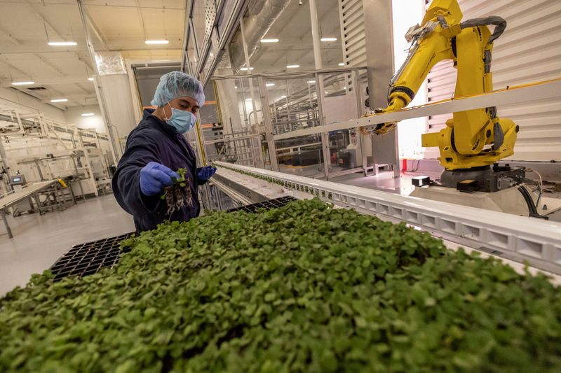 &copy; Reuters. FILE PHOTO: A worker holds seedlings at Plenty indoor vertical farm in South San Francisco, United States January 24, 2022. REUTERS/Carlos Barria/File Photo