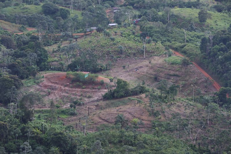 © Reuters. FILE PHOTO: A deforested area in the middle of the jungle is seen during a military flyover in Tumaco, Colombia December 13, 2021. REUTERS/Luisa Gonzalez/File Photo