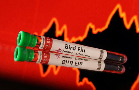 Chicken culling, disposal raise concern as bird flu spreads By Reuters