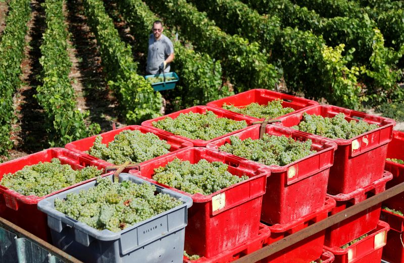 © Reuters. FILE PHOTO: A grape picker harvests fruit from the vines in a vineyard during the traditional Champagne wine harvest in Bethon, France, August 20, 2020. REUTERS/Charles Platiau/File Photo