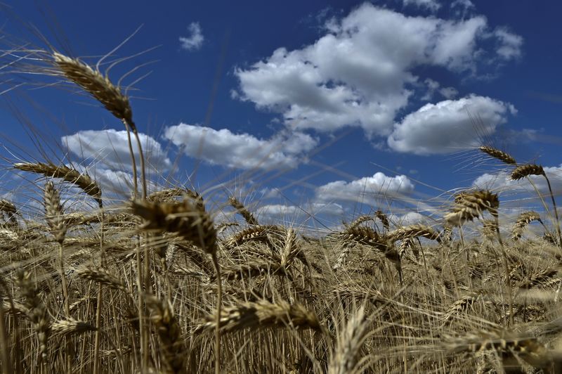 &copy; Reuters. Trigo durante a colheita na região de Zaporizhzhia, na Ucrânian29/06/2024nREUTERS/Stringer